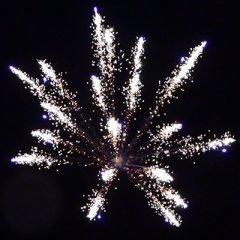 Cycas Palme Blau 3&quote;