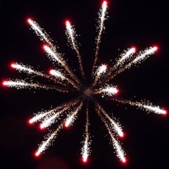 Cycas Palme Rot 4&quote;