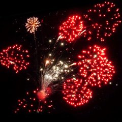 Palm Surprise 6&quote;