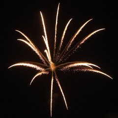 Titanium Cycas Palm 5&quote;